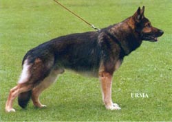 Kiragårdens Grimm